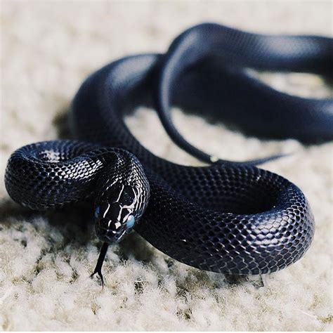 black pet snake|More.